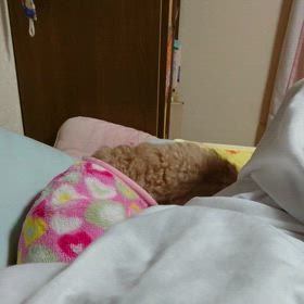 ぷりんの画像