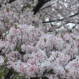 お花見２０２６の画像