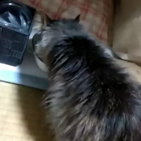 迷い猫ちゃん続報の画像