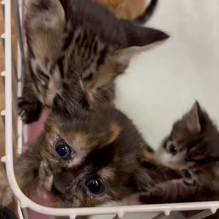 可愛い４匹の子猫の記事動画