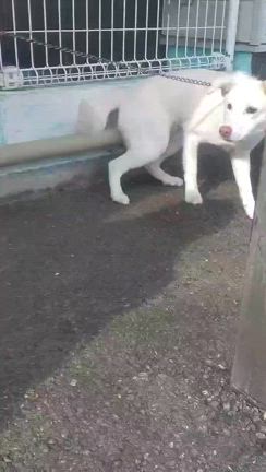 里親募集中の健気な子犬達の記事動画