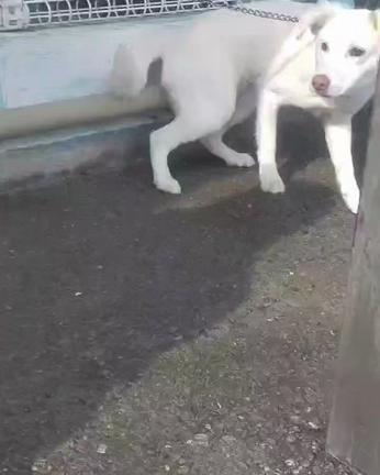 土佐からの可愛い子犬軍団の記事動画