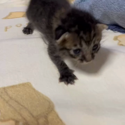 寒い中公園でひとりぼっちの子猫が‥の記事動画