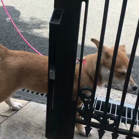 里親さんからビデオレターの画像