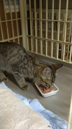 元気になった子猫の御報告&御礼の記事動画