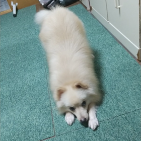 お預かり3週間❗の画像