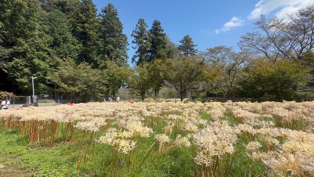 満開の彼岸花の記事動画