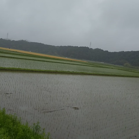 何度でもの画像
