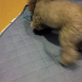 ママしつけ教室の画像