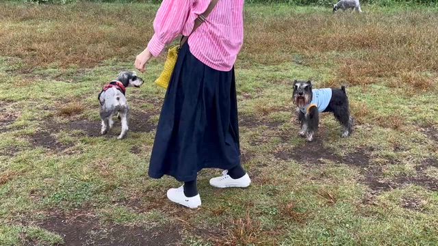 シュナ友達＆音楽フェス☆の記事動画