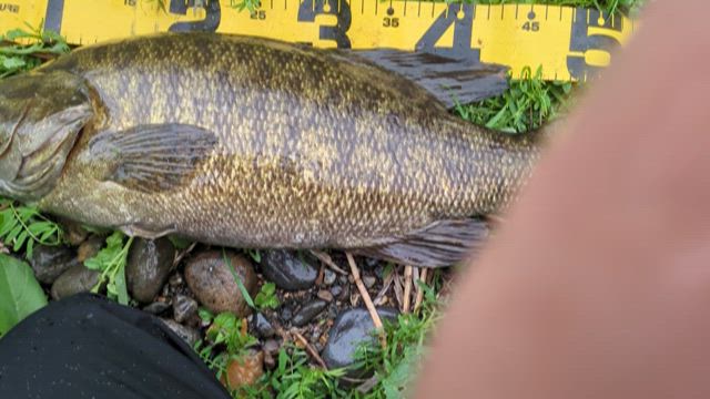日本記録を釣ってしまった！？の記事動画