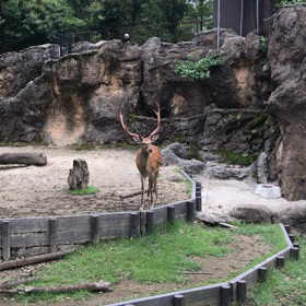 鹿の鳴き声の画像