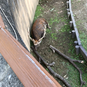 発情期の行動の画像