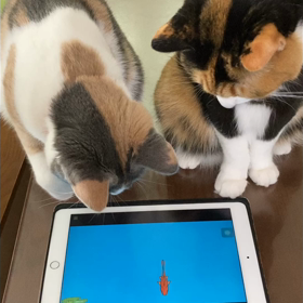 めいとふぁーの画像