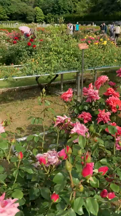 続植物園と深大寺とご紹介の記事動画