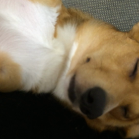もはや、犬では…ないの画像