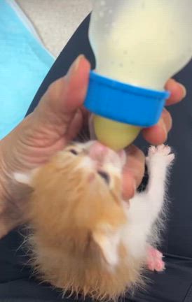 ゆいまーる保護っ子の記事動画
