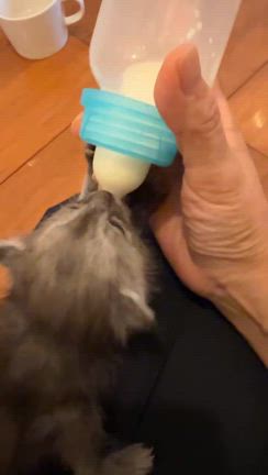 乳飲みっ子の保護の記事動画