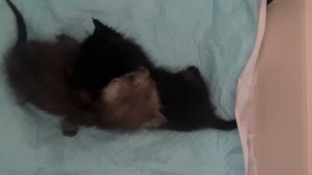 乳飲みっ子の保護の記事動画