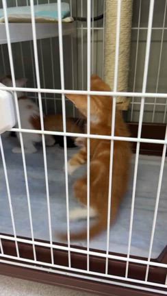マシュが虹の橋を渡りましたの記事動画