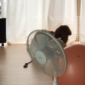 吠えるココ(レアもの)の画像
