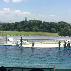 イルカショーで学ぶパートナーとの信頼関係♡の画像