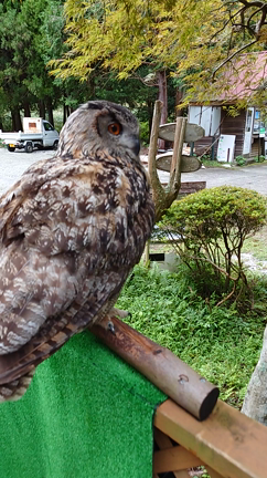 【豊かな環境クリエーター】右京のワーケーションを体験してみた②❗の記事動画