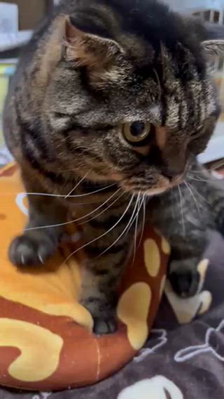 クルミっ子 もふリっ子の記事動画