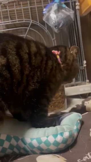 猫ふんじゃったを地でいくの記事動画
