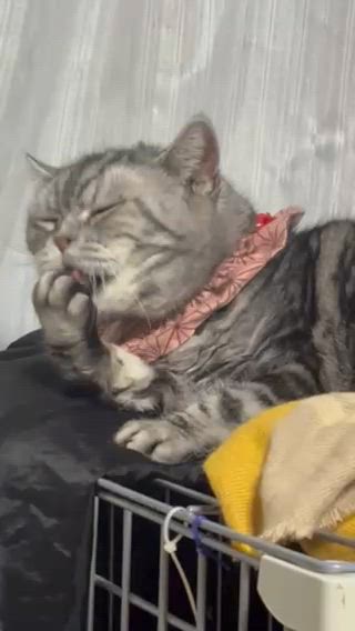 ジュリエッタみたいに手を洗ってからねの記事動画