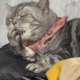 ジュリエッタみたいに手を洗ってからねの画像
