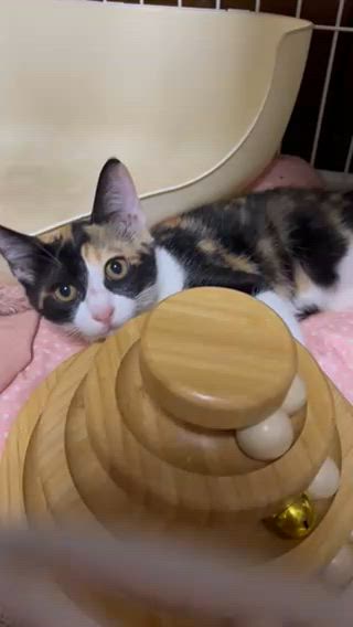 可愛さは❤武器の記事動画