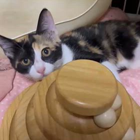 可愛さは❤武器の画像