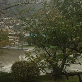 秋の雨の画像