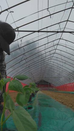 初定植の記事動画