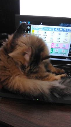 みーのお手伝いの記事動画