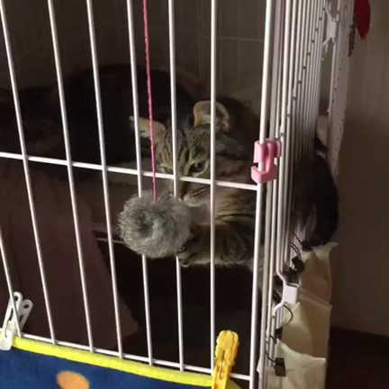 家猫訓練中(里親募集中の猫さんたち)の記事動画