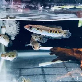 ★フラワートーマン！★の画像