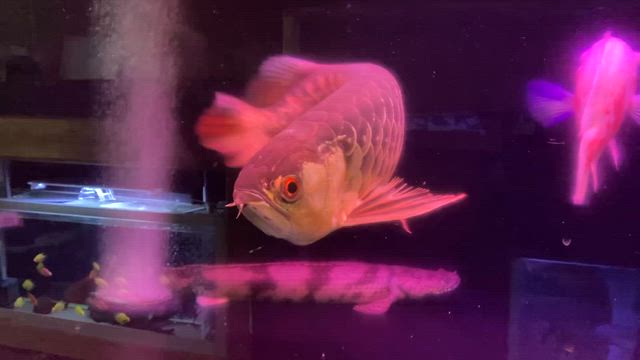 ☆極上紅尾金龍！☆ | サンズアクアプロジェクトのブログ