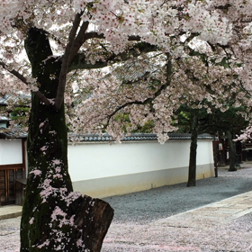 京都の画像