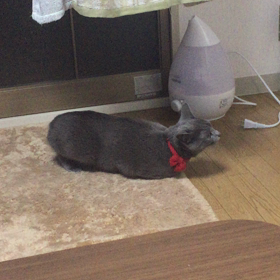うちの子が…の画像
