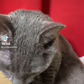 またまた以心伝心の画像