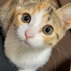 我が家のヤンチャな猫【ペット部門】の画像