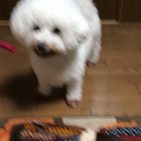 風船におどろくあずきの画像