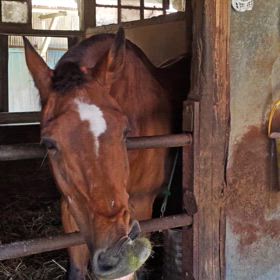 ミストファン４年目の画像