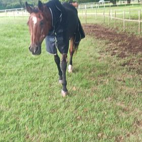 FEI World Championships：イベンティング結果＆後半の画像