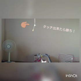 お猫様の画像