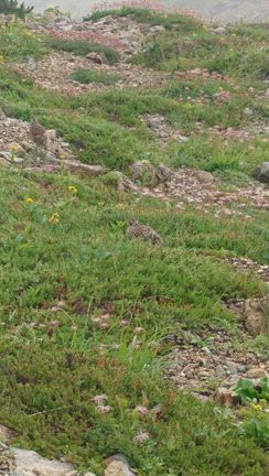 白馬岳〜唐松岳〜五竜岳〜鹿島槍〜爺ヶ岳縦走その1の記事動画