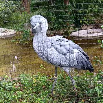 上野動物園に行ってきました。３　ハシビロコウの記事動画