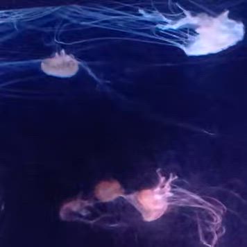 サンシャイン水族館　アクアリウム編　クラゲ　海月　水母の記事動画